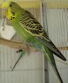 PERIQUITO AUSTRALIANO